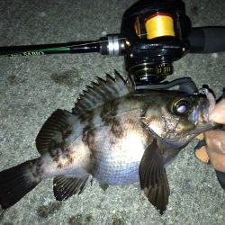 新年 メバリング開始