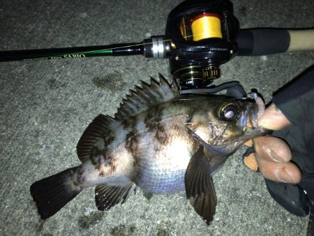 新年 メバリング開始