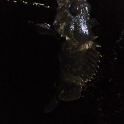 安定のガッシー