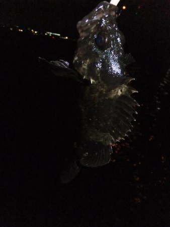 安定のガッシー