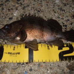 初釣りライトゲーム