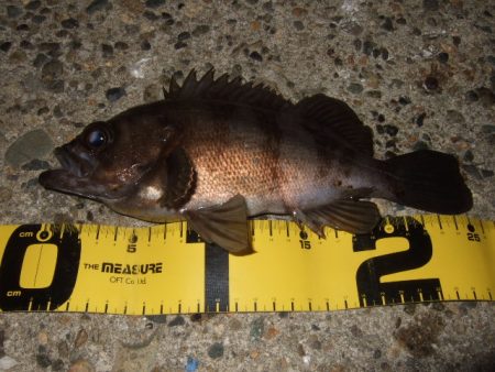 初釣りライトゲーム