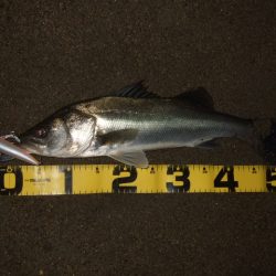 アフターシーバス