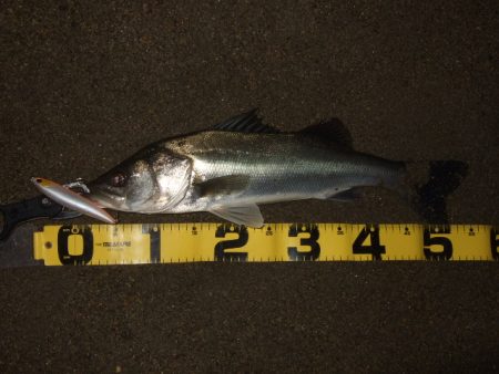 アフターシーバス