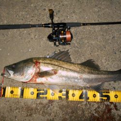 淀川戻鱸を求めて…。