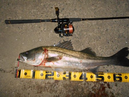 淀川戻鱸を求めて…。