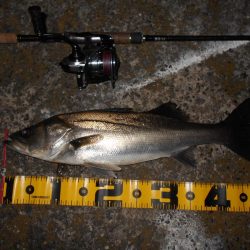 雨後はチャンス有り?。