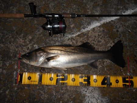 雨後はチャンス有り？。