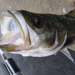 爆風テクトロシーバス