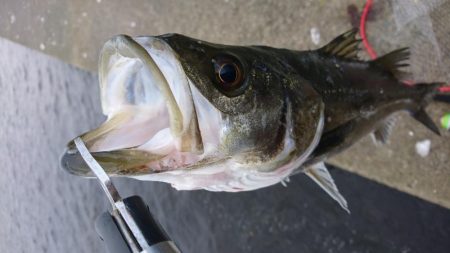 爆風テクトロシーバス