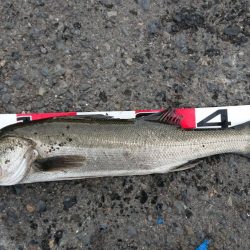 今年の竿初めエビ撒き