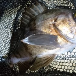 今夜もメバルに会いたくて‼️