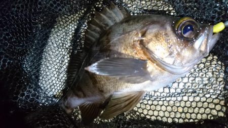 今夜もメバルに会いたくて‼️