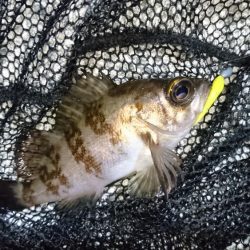 今夜はメバルに返り討ち