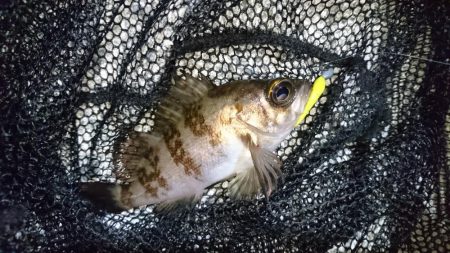 今夜はメバルに返り討ち