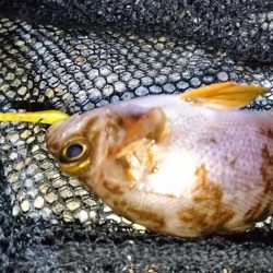 風裏でメバル＆ガシラ