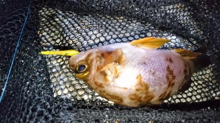 風裏でメバル＆ガシラ