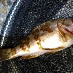 風をかわしてメバリング