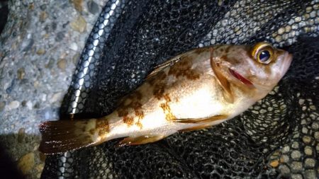 風をかわしてメバリング