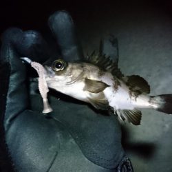 極寒メバリング