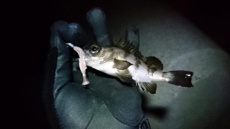 極寒メバリング