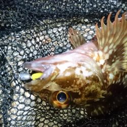 今夜のメバルは渋渋です