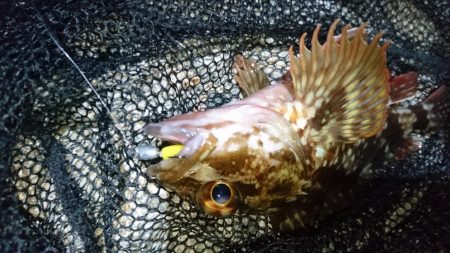 今夜のメバルは渋渋です