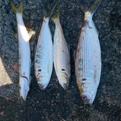 引っかけ 泳がせ