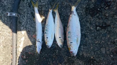 引っかけ 泳がせ