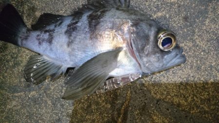 メバルプラッキングby nadarコリー