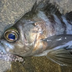 今夜もプラッキング