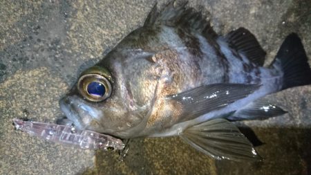 今夜もプラッキング