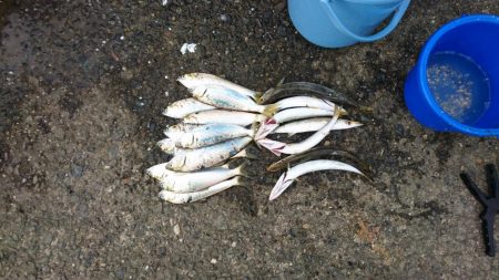 カマス引っかけ