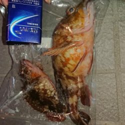 夕まづめで大型ガシラ！！