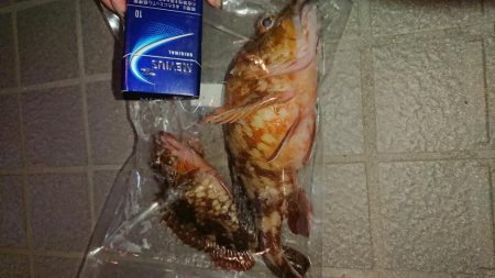 夕まづめで大型ガシラ！！