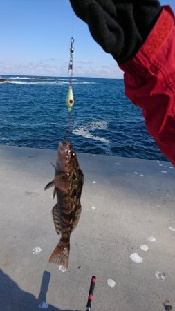 冬のブラクリ調査