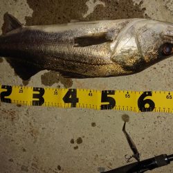 えっとぶりのシーバス