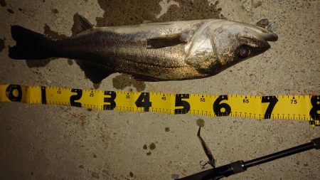 えっとぶりのシーバス