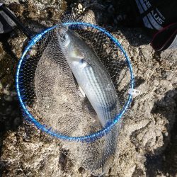 方座浦でグレ釣り