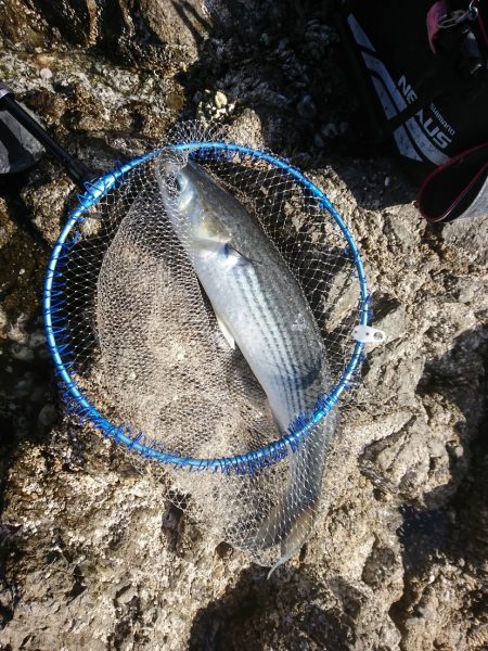 方座浦でグレ釣り