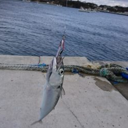 時期外れのライトショアジギング