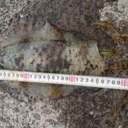 胴体25センチアオリイカ