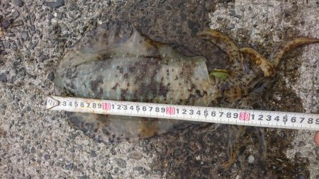 胴体25センチアオリイカ