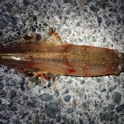 ヤリイカエギング