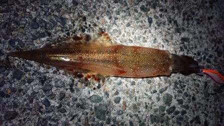 ヤリイカエギング