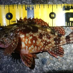 メバル狙いでしたが…