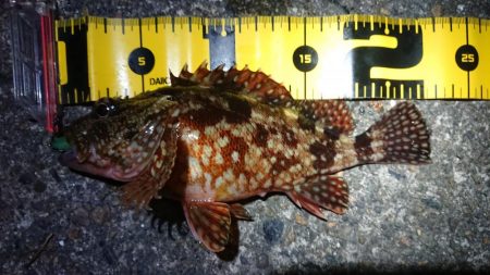 メバル狙いでしたが…