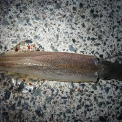 ヤリイカエギング