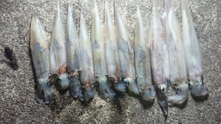 仕事終わりヤリイカ狙い