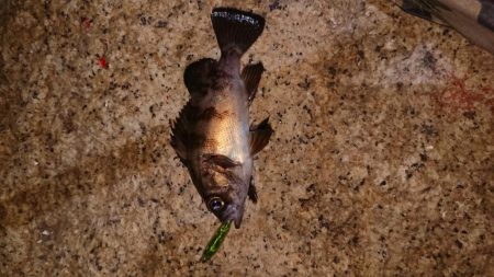 メバルプラッキング